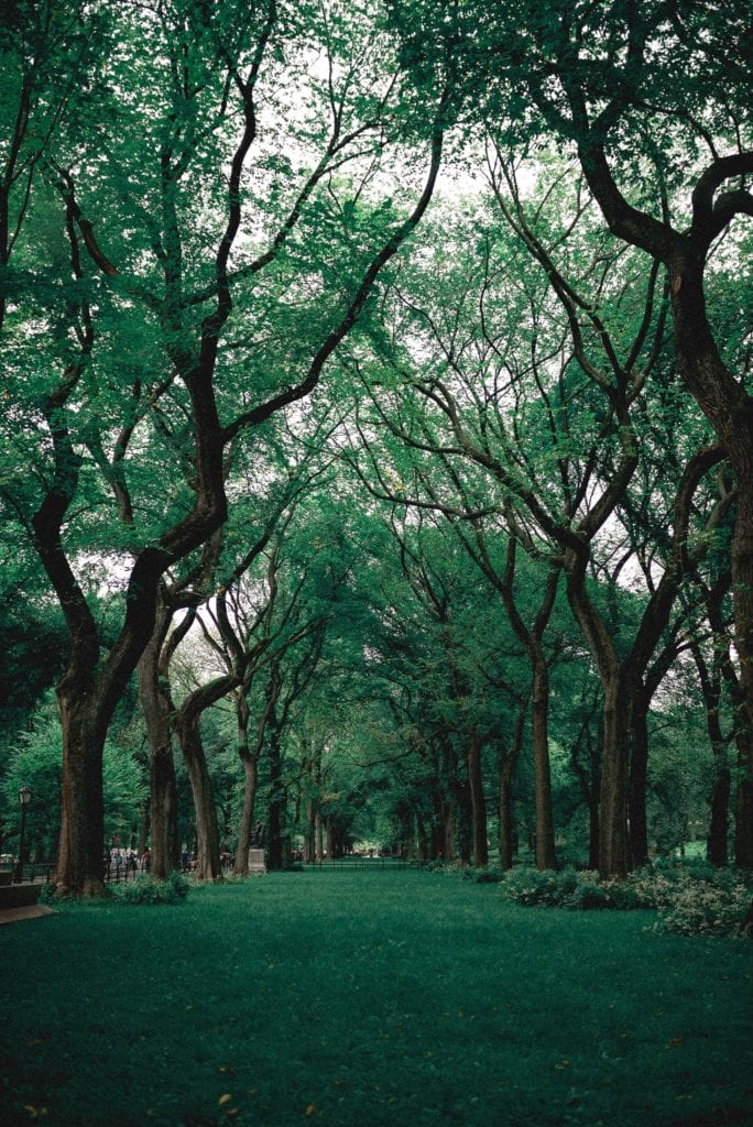 branches-central-park-environment-1770809